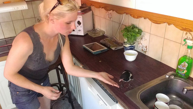 Här ser vi en skata tillsammans med Hanna Wigh. Foto: Privat