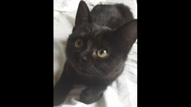 En av katterna hemma hos Hanna. Foto: Privat