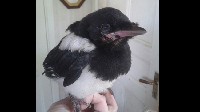 Hon fick namnet "Kråkan" trots att det är en skata. Foto: Privat