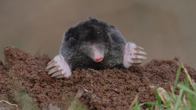 Mullvad som fortfarande lever när bilden tagits. Foto: Wikipedia