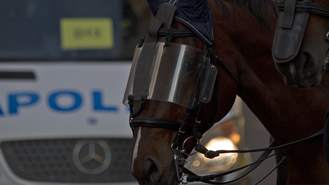 Hen slapp få ammoniak på sig idag. Foto: Jakob Bergman / Nyheter Idag