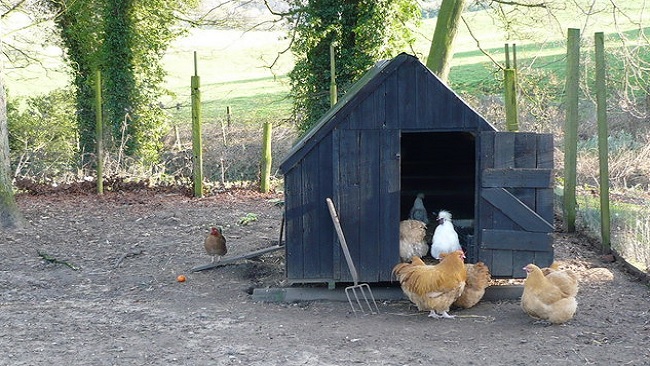 5: Att politiker beter sig som yra höns är det ingen som förnekar.