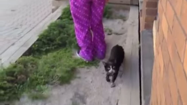 Hjältekatten mjauar efter att det brinnande huset rasat. Foto: Faksimil / Youtube