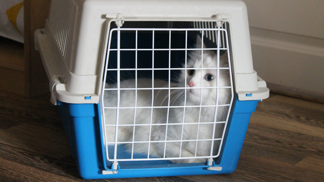 Den syriska flyktingkatten Mela. Foto: Nyheter Idag