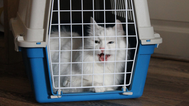 – Mjauu, sade flyktingkatten. Foto: Nyheter Idag