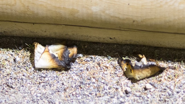 Bränt toapapper låg på marken intill en av byggnaderna. Foto: Nyheter Idag
