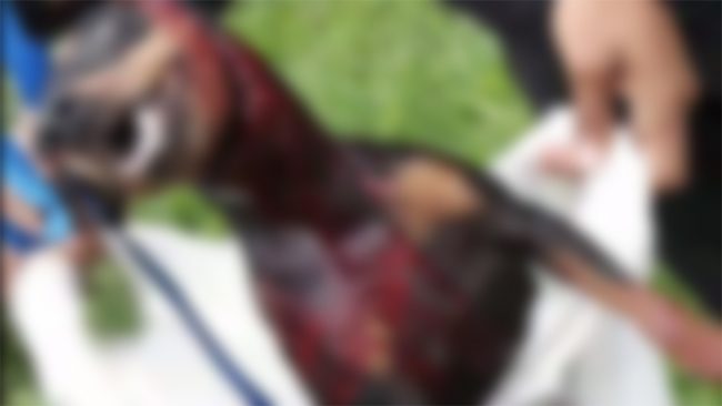 Foto: Polisens förundersökning