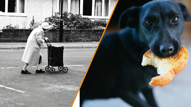 Vittne: Äldre kvinna kastade in brödbitar med vassa föremål i hundrastgård