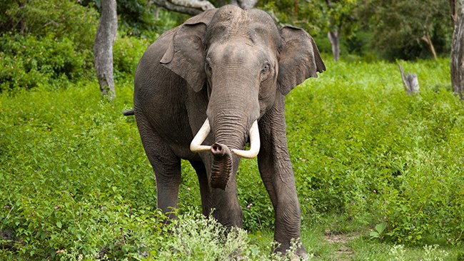 Elefant trampade ihjäl kvinna – kom på begravningen och trampade på liket