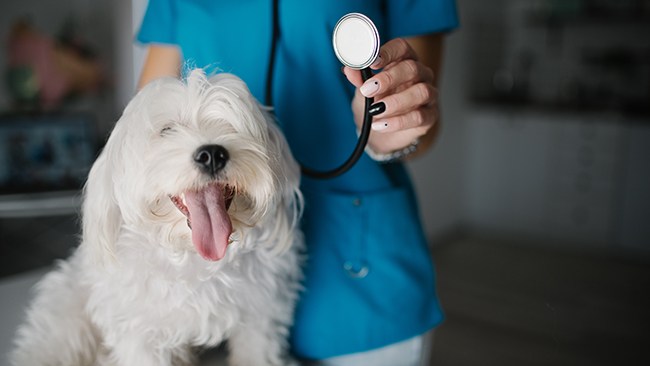 Skrev ut narkotikaklassade läkemedel – till hunden